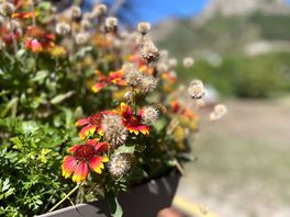 Hanging baskets all around the village
