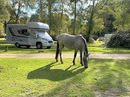 Ponies come to visit