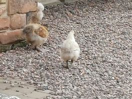 We loved seeing the hens living freely around the place.