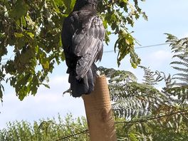 Mr crow
