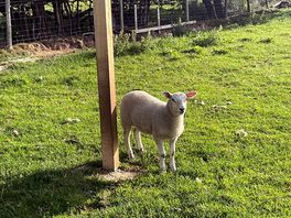 Random sheep
