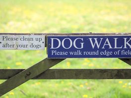 Dog walking field