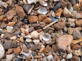 So many shells