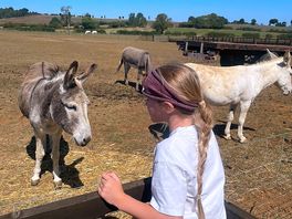 Gorgeous donkeys