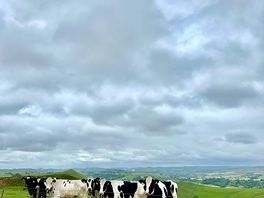 Moooo