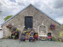 Beautiful flowers