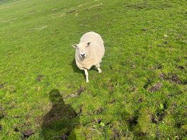 Farm animals