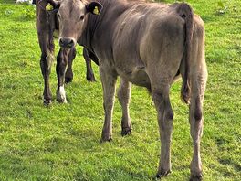 Cow