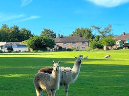 Farm animals