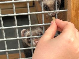 Feeding!