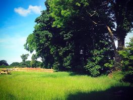 Camping pitches near the treeline