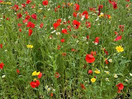 Wildflowers in garden
