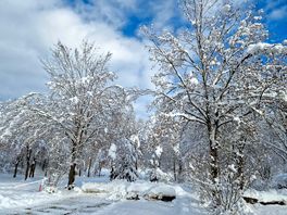Trees in the snow
