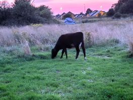 Our visitors on first night