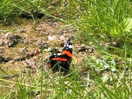 Butterflies a plenty