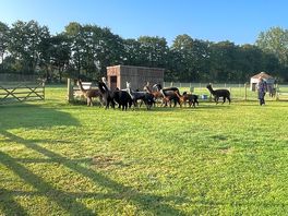 Hearding the alpaca’s back into their homes