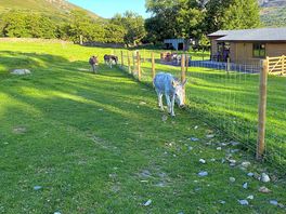 Donkey coming for the feeding