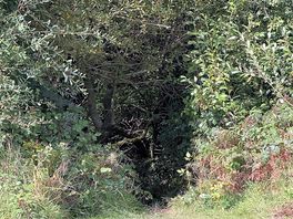 Woodland entrance