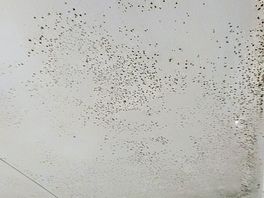 Mould and insects above showers