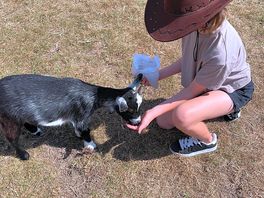 The cheekiest goat!