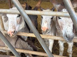 The miniature donkeys