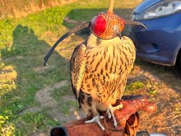 He was showing us the falcon he is currently keeping