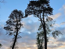 Rewilding area