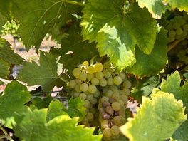 Vineyards to cycle through