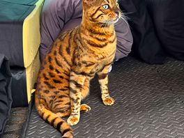 Camp cat