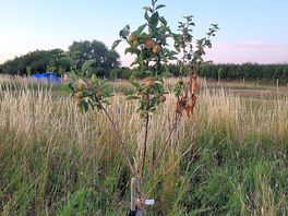 Nice young trees getting ready for future shade