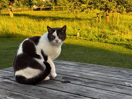 Cat security