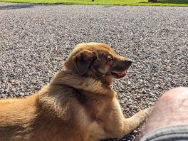 Simba also loved his stay.