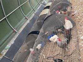 Caged animals