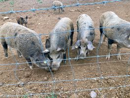 Salt pig farm pigs