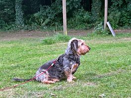 Our dog