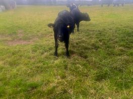 Cows next door