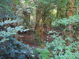 Amazing forest
