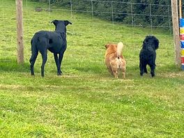 The dogs loved watching the bunny rabbits