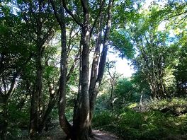Forest walk to st loy