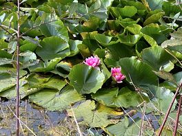 Lillies on the pond