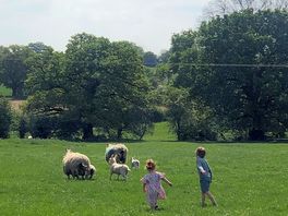 The sheep at umberslade