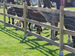 Alpacas