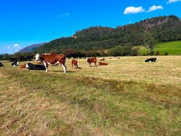 Cows