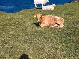 The cows on the farm even had great views.
