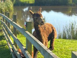 Fiona the alpaca