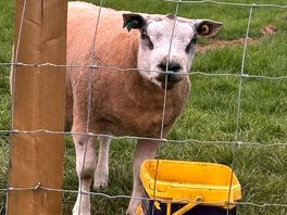Loved the sheep