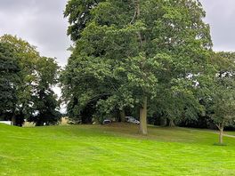 View of our pitch from the site road, beautiful trees!