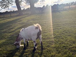 Goat comes every day to say hello