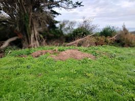 Déchets verts sur les emplacements