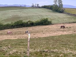 View of the fields nearby, sheep, cows and horses.